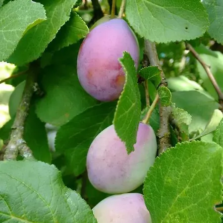 Zalesiowy Zakatek