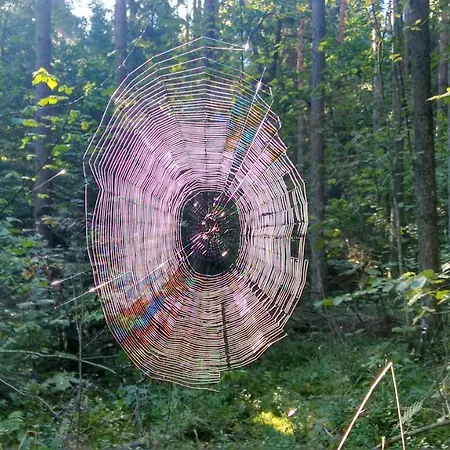 Zalesiowy Zakatek *